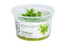 Schismatoglottis prietoi Tissue Culture Plant :: 14786