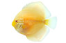 Albino Golden Discus :: 19422