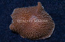 Mushroom Giant Cup :: 89427
