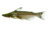 Bottlenose :: 25628