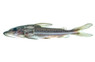 Turushuqui Blue :: 58104