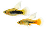 Bird of Paradise Platy :: 58829