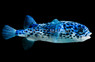 Blue Pelagic Porcupine :: 26552