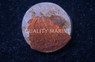 Plate Orange Dome :: 81783