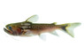 Gulper :: 83471