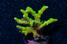 Anacropora, Goldenrod :: 31813