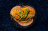Monti, Encrusting Sunset Imposter :: 66039