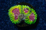 Brain, Mayan Sun :: 81669