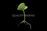 Mangrove Seed :: 37799