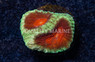 Brain, Green w/ Red Eye :: 26379