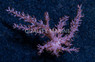 Kenya Tree Pink :: 48358