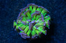 Hammer Branch Yellow w/ Purple Tips :: 44811