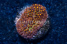 Stylocoeniella, Firestone :: 99363
