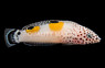 Clown Twinspot Coris Wrasse :: 33588