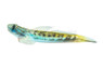 Sicyopterus Cleft-lipped Goby :: 20875