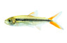Penguin Red Tail Tetra :: 55430