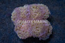 Hammer Branch Gold w/Purple Tips :: 47073