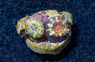 Acan Lord, Three Color "Captive Breed" :: 82477