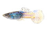 Purple Light Cobra Guppy, Male :: 23818