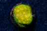 Psammocora, Lemon Lime :: 57975