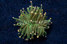Torch, Green w/  Orange Tip :: 90754