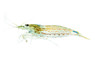 Orange Eye Tiger Shrimp :: 61929