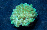 Bubble, Green Pearl :: 60416