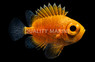 Short Bigeye Soldierfish :: 36658