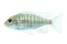 Lethrinops Gold 'Harbour Island' :: 14388