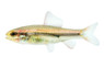Black Morpho Tetra :: 74834