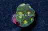 Brain, Angel Eye :: 46069