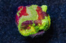 Brain, Yellow Snow :: 82717