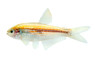 Scratched Inpa Tetra :: 85643