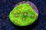 Mycedium, Space Invader :: 76302