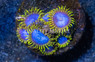 Zoa, Blue Angel :: 67759