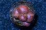 Zoa, Space Queen :: 61309