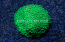 Stylocoeniella, Night Vision :: 76833
