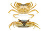 Freshwater Pom Pom Crab :: 42302