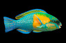 Bower's Parrot :: 24008