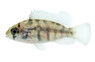 Congo Multicolor :: 53880