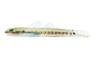 Stiphodon Palauan Riffle Goby :: 83565