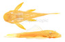 Albino 24K Bushy Nose Plecostomus :: 93005