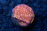 Leptoseris, Gold Nugget :: 29478