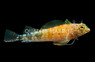 Lizardfish :: 12539