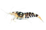 Black Tiger :: 90550