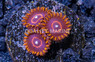 Zoa, Red Hornet :: 48927
