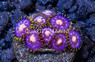 Zoa, Purple Pinwheel :: 76783