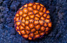 Zoa, Red Hot :: 85737