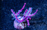 Fan, Purple Mini :: 45522
