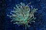 Torch, Green w/ Pink & Purple Tip :: 46499